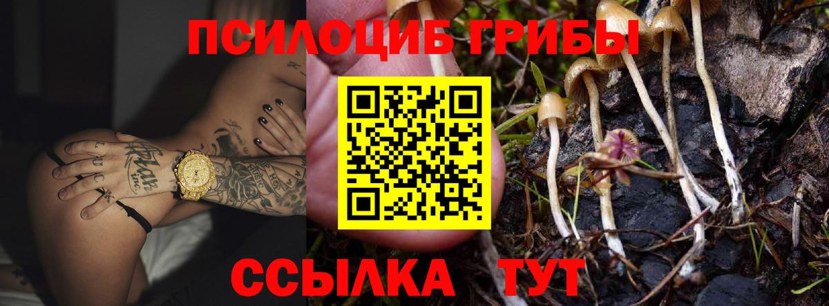 Галлюциногенные грибы Psilocybe  Вход с VPN  Сухой Лог 